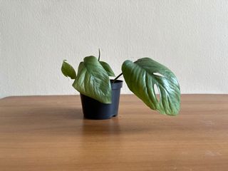 (Category: ) located in . Submitted by howsitgrowing (Listing ID 1120043735, Image 1). Description: .
