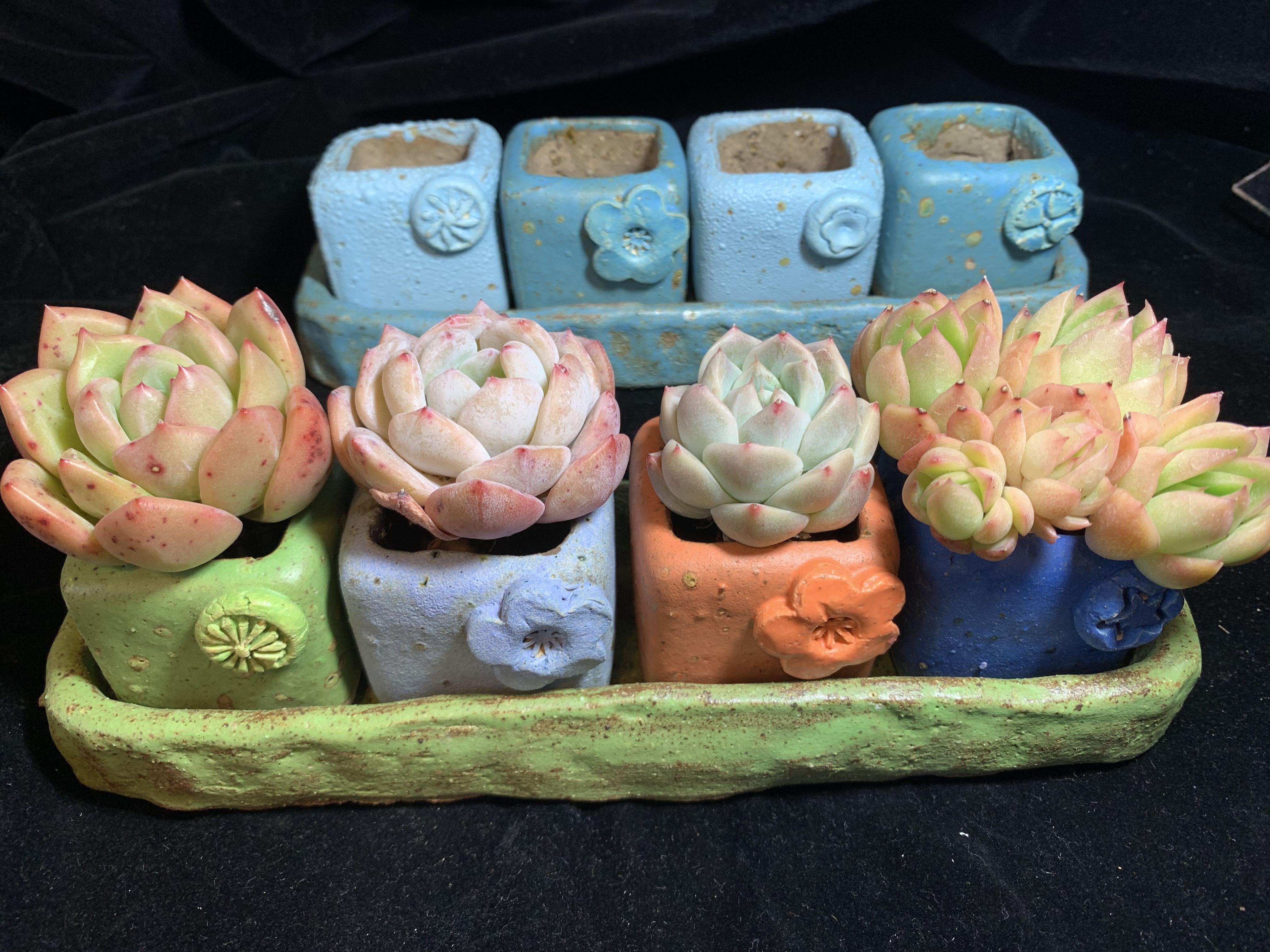 多肉植物花盆 傢俬 家居 園藝 園藝工具和裝飾品 Carousell