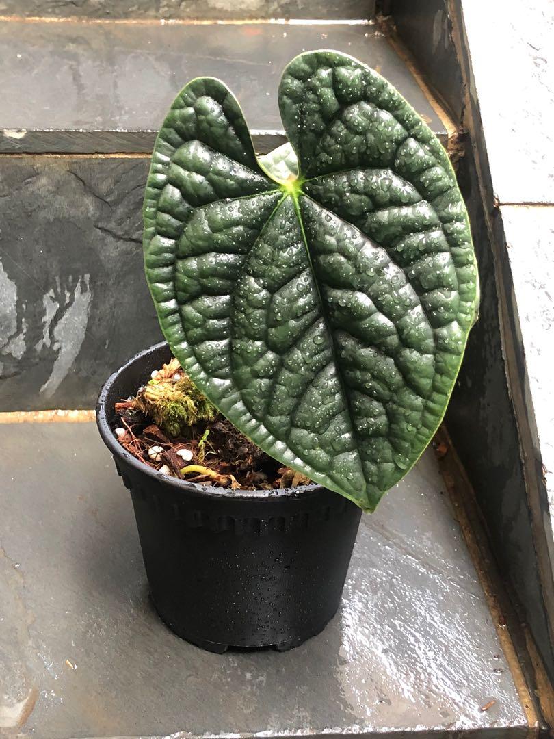 Anthurium luxurians round, Furniture & Home Living, Gardening 