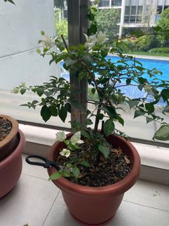 (Category: ) located in . Submitted by rejoice.devera (Listing ID 1120056826, Image 1). Description: .