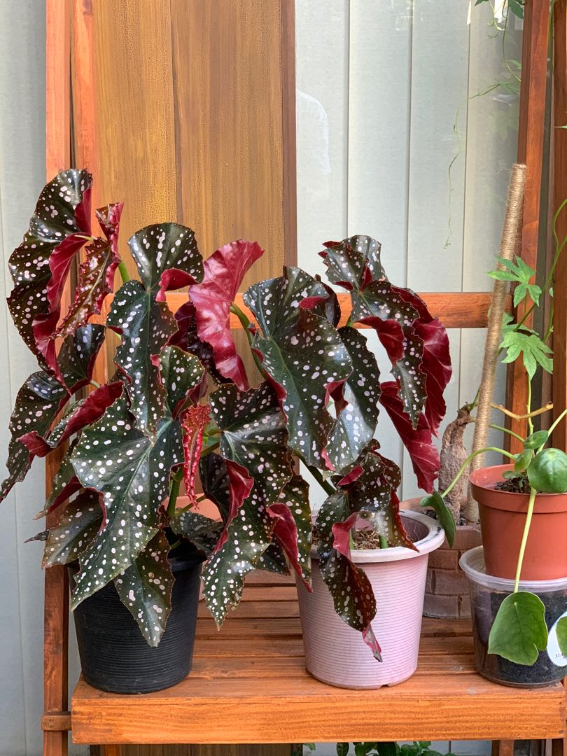 Begonia cracklin Rosie