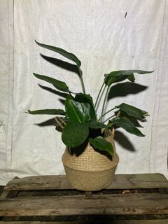 (Category: ) located in . Submitted by gardenersb (Listing ID 1120165129, Image 1). Description: .
