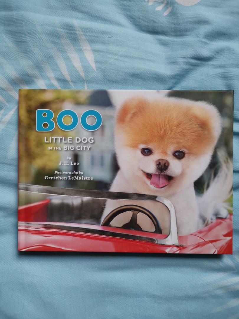 Boo little dog in the sales big city