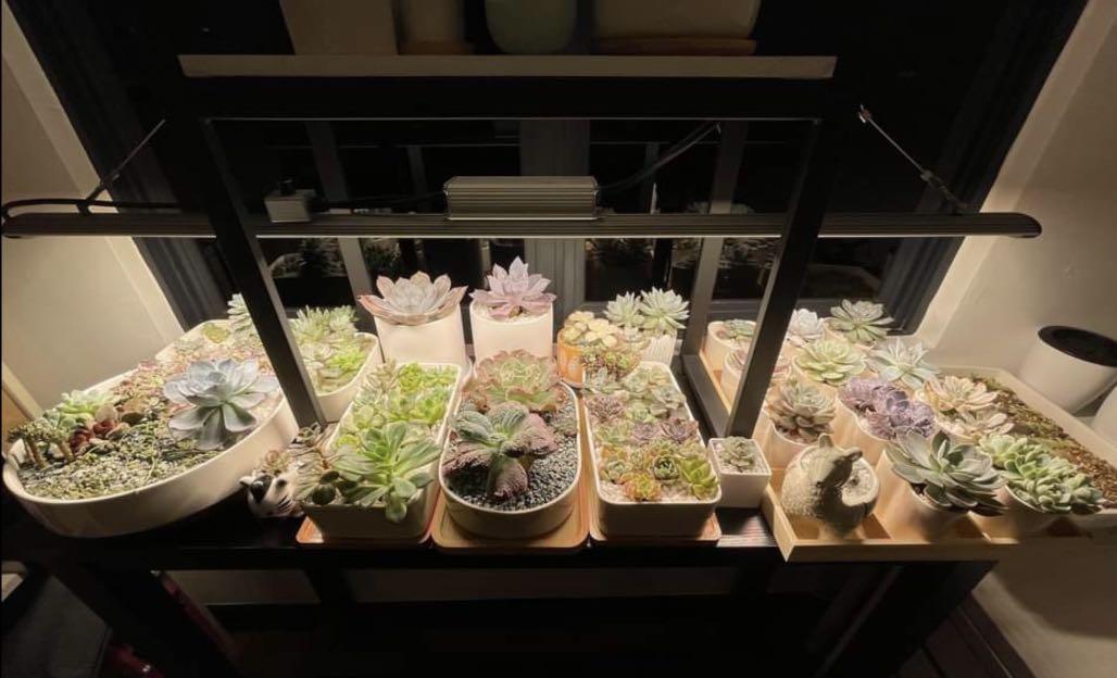 Grow light Cidly Helios Xp mkll 100w, Furniture & Home Living, Home