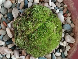 (Category: ) located in . Submitted by ecoworldlover (Listing ID 1120012632, Image 1). Description: .