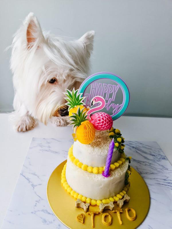 Meaty Barkday Cake for Dogs (Double Deck), Food & Drinks, Homemade