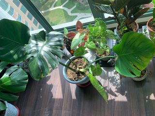 (Category: ) located in . Submitted by alpogs (Listing ID 1120022972, Image 1). Description: .