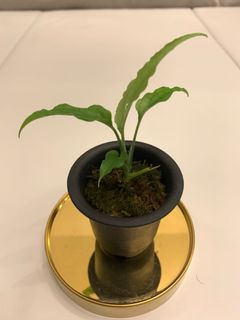 （分類：）位於 。 由 flan.b 提交（商品編號 1120149154，圖片 1）。簡介： 。