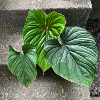(Category: ) located in . Submitted by tiny_tropicaljungle (Listing ID 1120008811, Image 1). Description: .