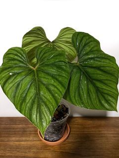 (Category: ) located in . Submitted by plants4me (Listing ID 1120127717, Image 1). Description: .