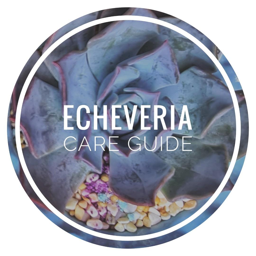 PLEASE READ (Category: Plants & Seeds) located in Singapore. Submitted by tehpengsundry (Listing ID 1120187261, Image 1). Description: 🌡TEMPERATURE AND HUMIDITY🌡 Much like humans, their comfort range is 20-28 Degrees Celsius which is difficult in singapore. Echeverias like low humidity and dry conditions and are prone to rot and fungus if it gets too humid. Use a fan during the day. Aircon at night is highly recommended! ☀️ LIGHT REQUIREMENTS☀️