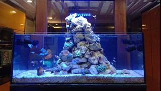 (Category: ) located in . Submitted by aquariumphilippines (Listing ID 1120182830, Image 1). Description: .