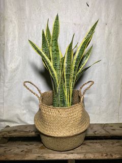 (Category: ) located in . Submitted by gardenersb (Listing ID 1120166112, Image 1). Description: .