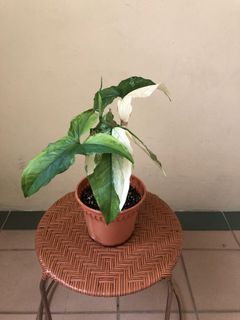 (Category: ) located in . Submitted by clean_corridor (Listing ID 1120096877, Image 1). Description: .