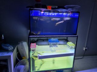(Category: ) located in . Submitted by bob77 (Listing ID 1120395567, Image 1). Description: .