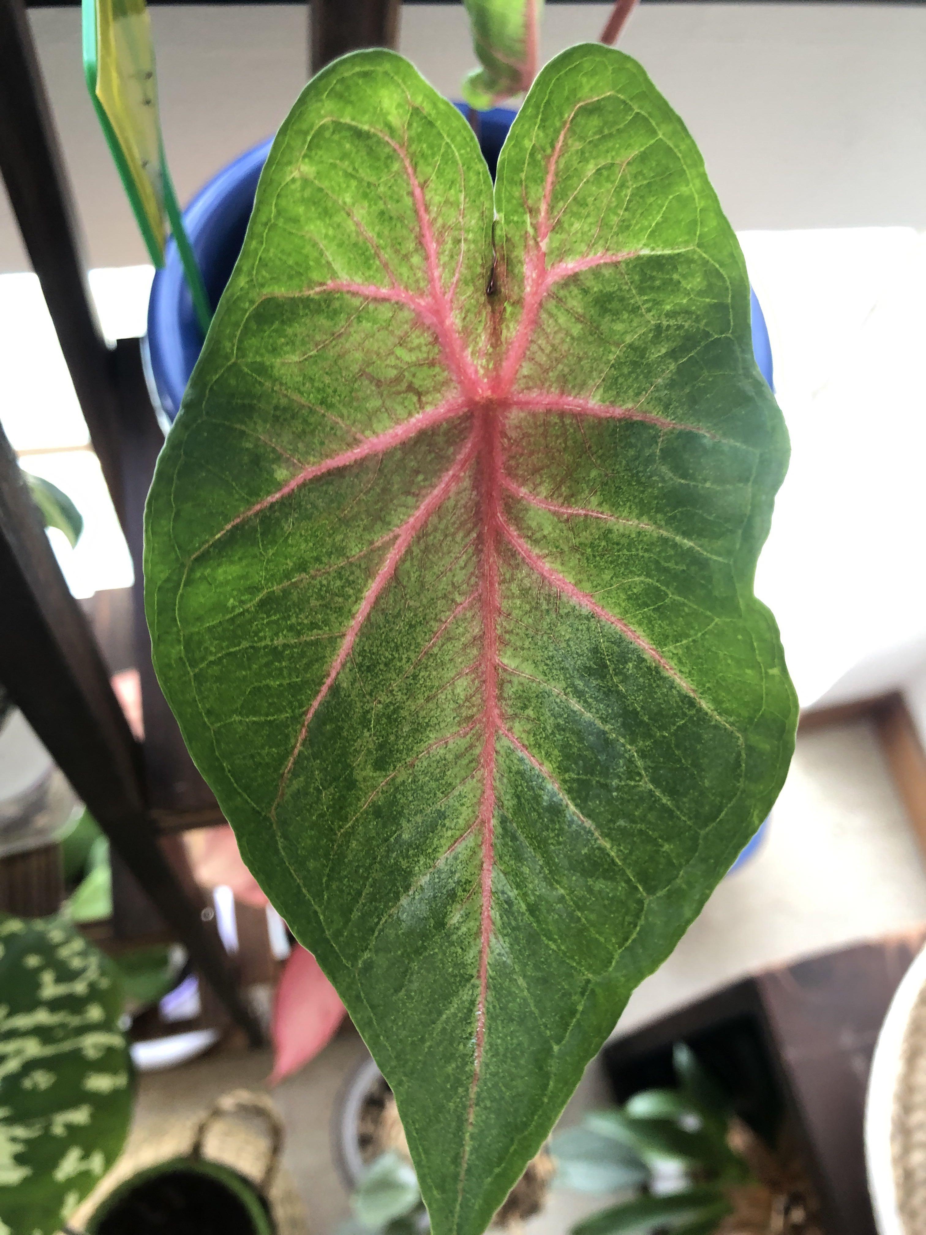 Caladium Pink Green Highly Unusual House Plant in 13cm Pot