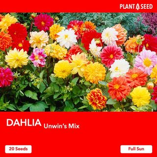 (Category: ) located in . Submitted by plantaseed (Listing ID 1120325057, Image 1). Description: .