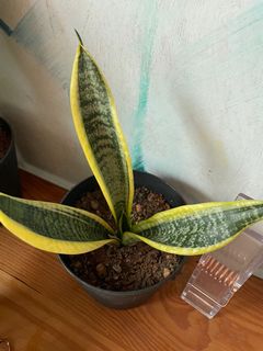 (Category: ) located in . Submitted by joanc21 (Listing ID 1120290869, Image 1). Description: .