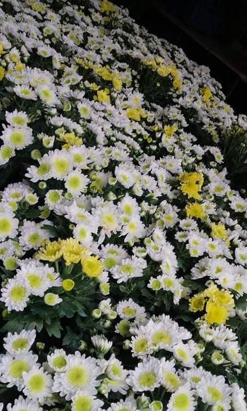 Malaysian sales mums flowers