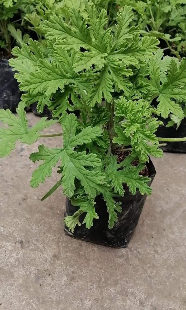 Malvarosa Citronella insect repellant plant, Furniture & Home Living