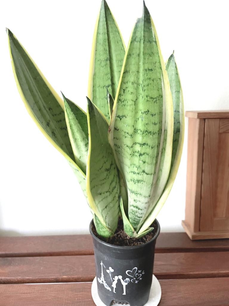 Sansevieria Snow White Furniture Home Living Gardening Plants Seeds On Carousell