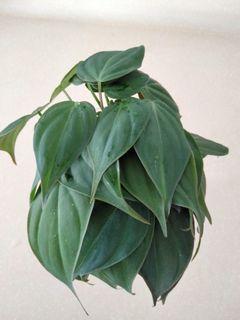 Velvet Leaf Philodendron micans plant cuttings