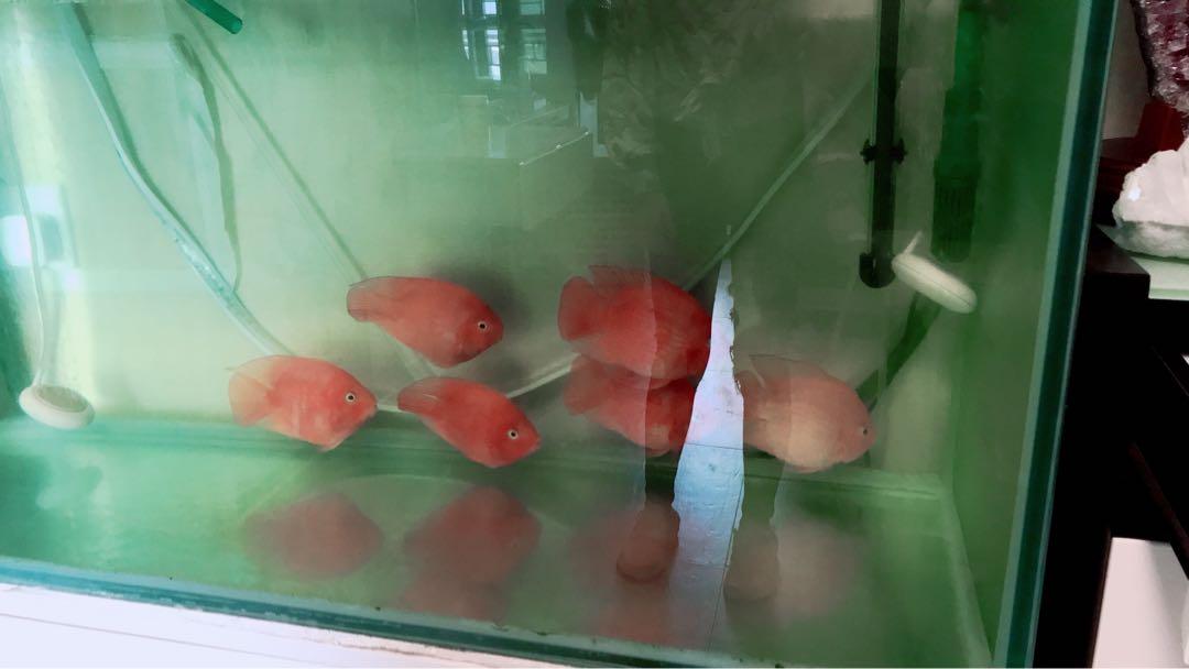 魚鸚鵡魚, 其他, 其他- Carousell
