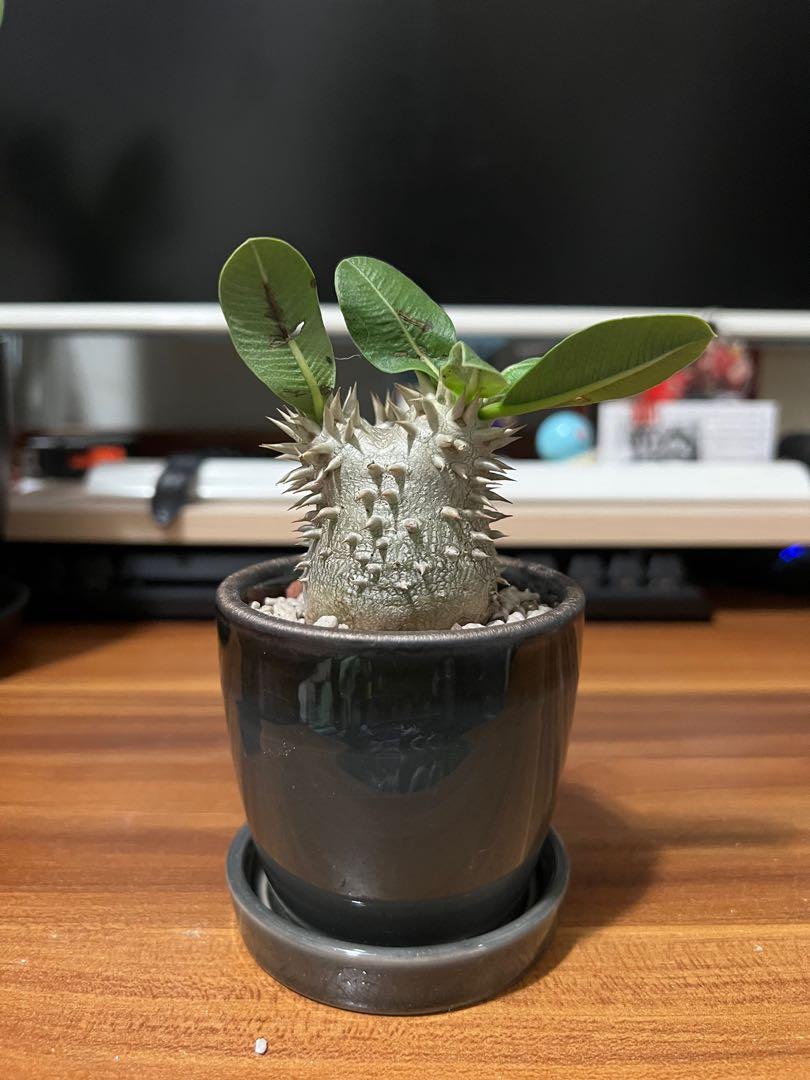 大黑惠比大黑仙人掌仙人球星兜塊根塊根植物塊根花盆多肉植物多肉花盆花盆盆栽全新 傢俬 家居 園藝 盆栽 Carousell