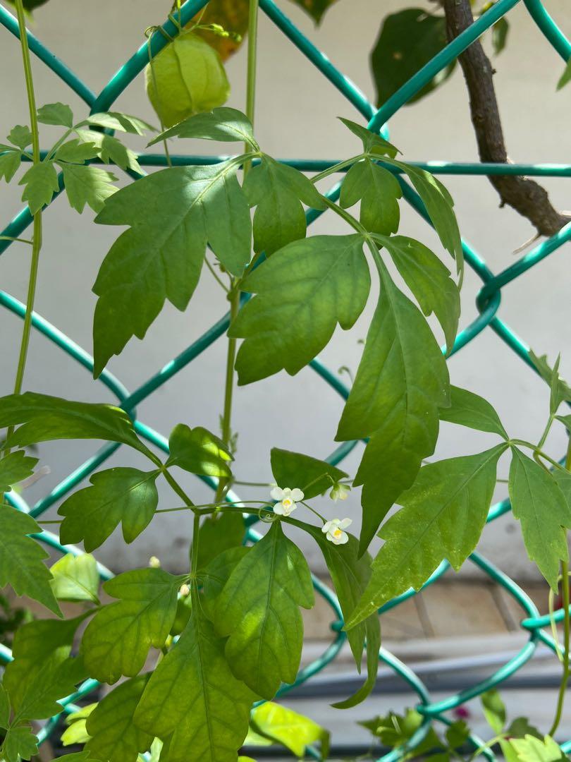Balloon Vine Seeds Furniture Home Living Gardening Plants Seeds On Carousell