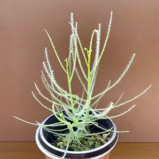 (Category: ) located in . Submitted by greencarnivore (Listing ID 1120588048, Image 1). Description: .