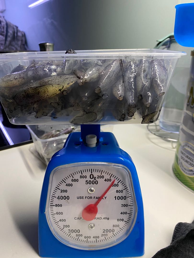 Fresh Squid Bait for Fishing (Frozen), Food & Drinks, Fresh Produce on