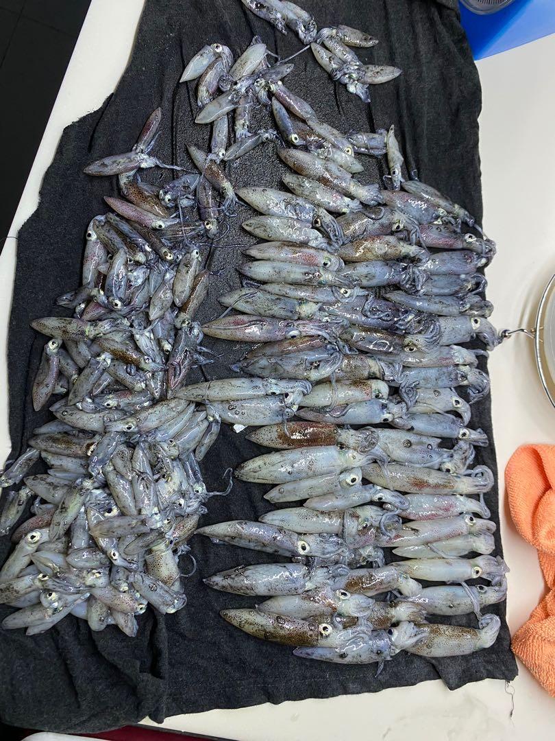 Fresh Squid Bait for Fishing (Frozen), Food & Drinks, Fresh Produce on