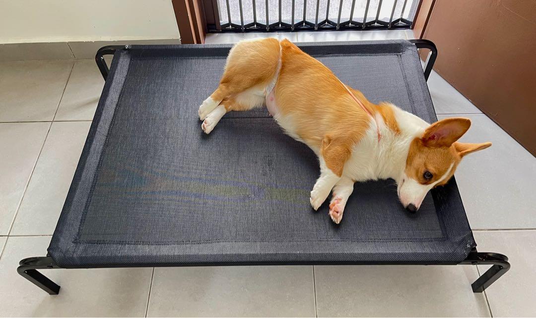 Large Size Dog Bed with Extra New Replacement Mesh Pet Supplies