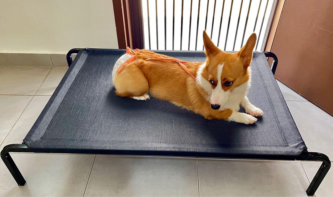 Large Size Dog Bed with Extra New Replacement Mesh