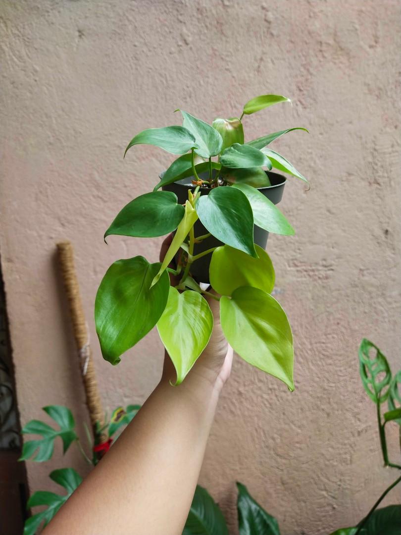Neon Heartleaf Philodendron (Category: Plants & Seeds) located in Manila. Submitted by hexapom (Listing ID 1120504933, Image 1). Description: Multi-growth points, trailing loc: Novaliches Q.C. for pick-up or Lalamove delivery.