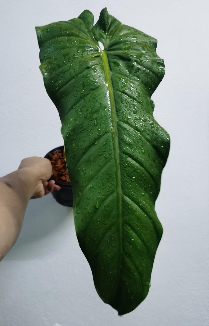 Philodendron Esmeraldense 'Napo', Furniture & Home Living, Gardening,  Plants & Seeds on Carousell