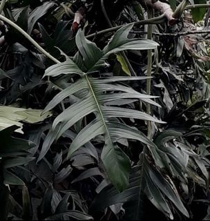 (Category: ) located in . Submitted by potfoliage (Listing ID 1120439369, Image 1). Description: .
