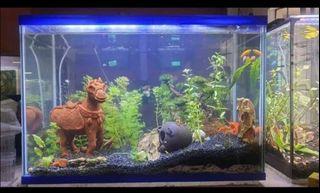 RUSH! Planted Aquarium, Fish Tank, Aquascape