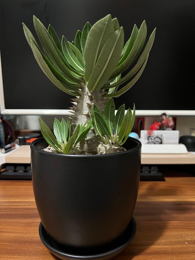 大size大黑惠比大黑仙人掌仙人球星兜塊根塊根植物塊根花盆多肉植物多肉花盆花盆盆栽全新 傢俬 家居 園藝 盆栽 Carousell