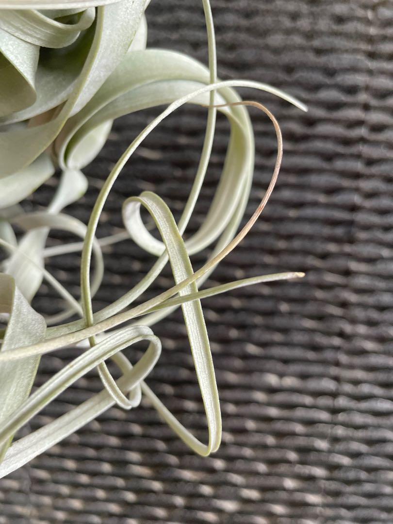 Xerographica blushing air plant airplant Tillandsia airplants air