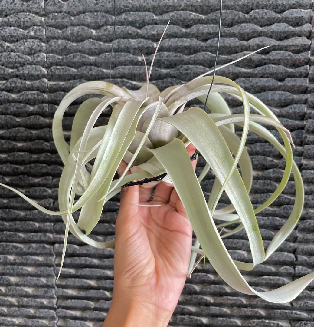 Xerographica blushing air plant airplant Tillandsia airplants air