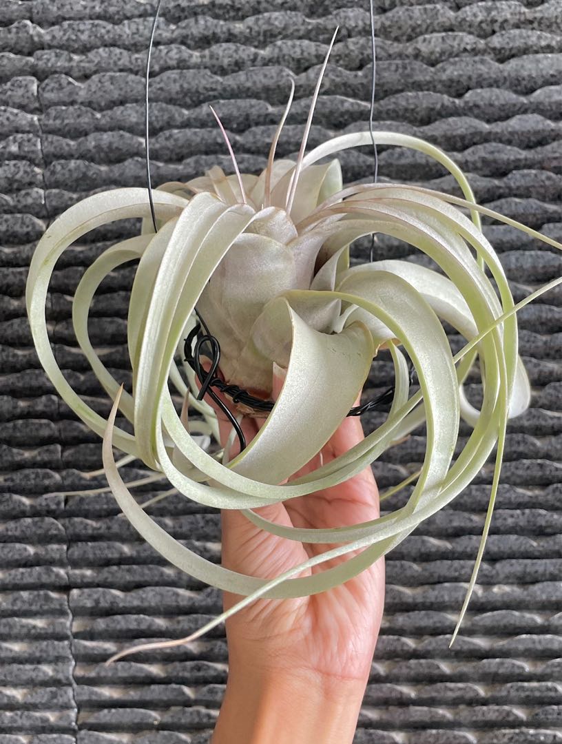 Xerographica blushing air plant airplant Tillandsia airplants air