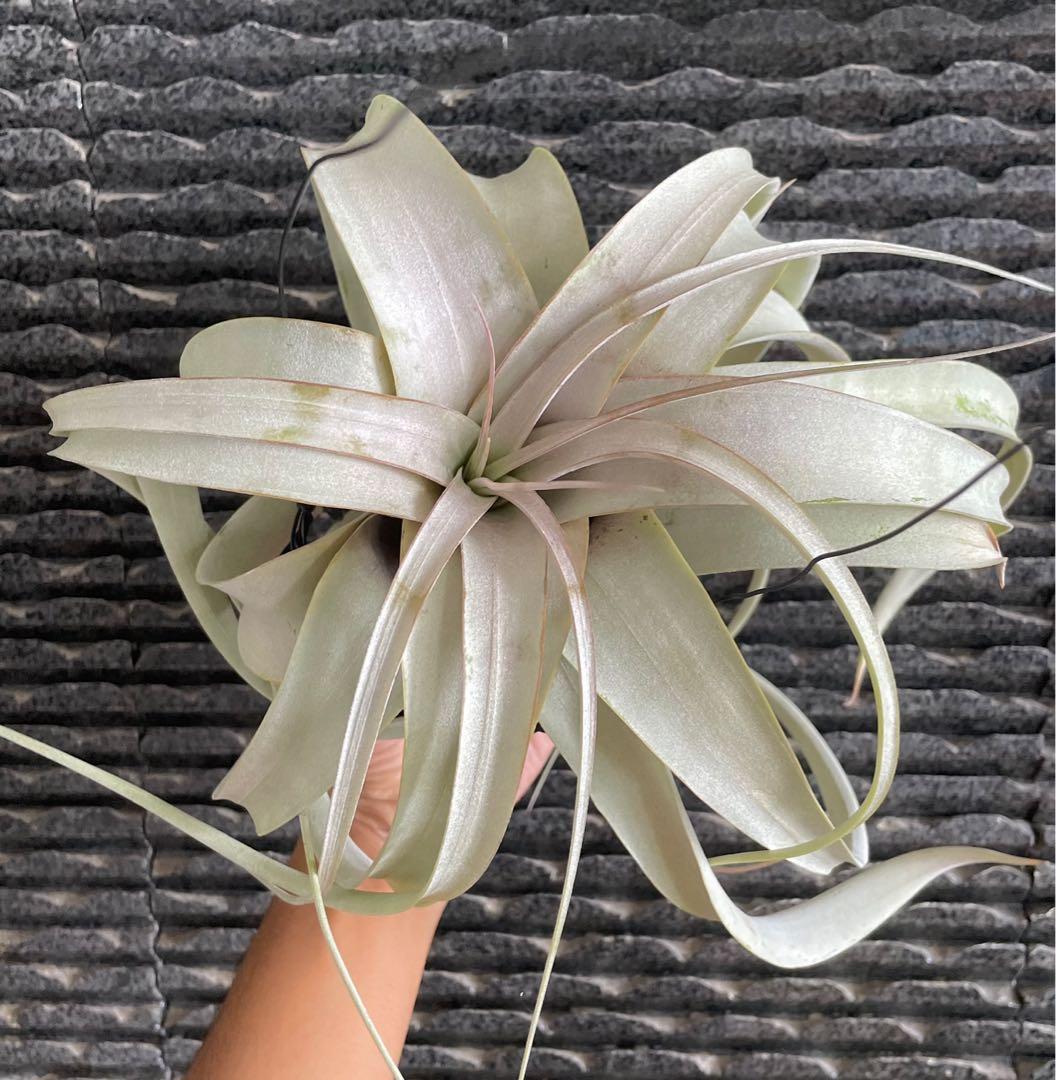 Xerographica blushing air plant airplant Tillandsia airplants air