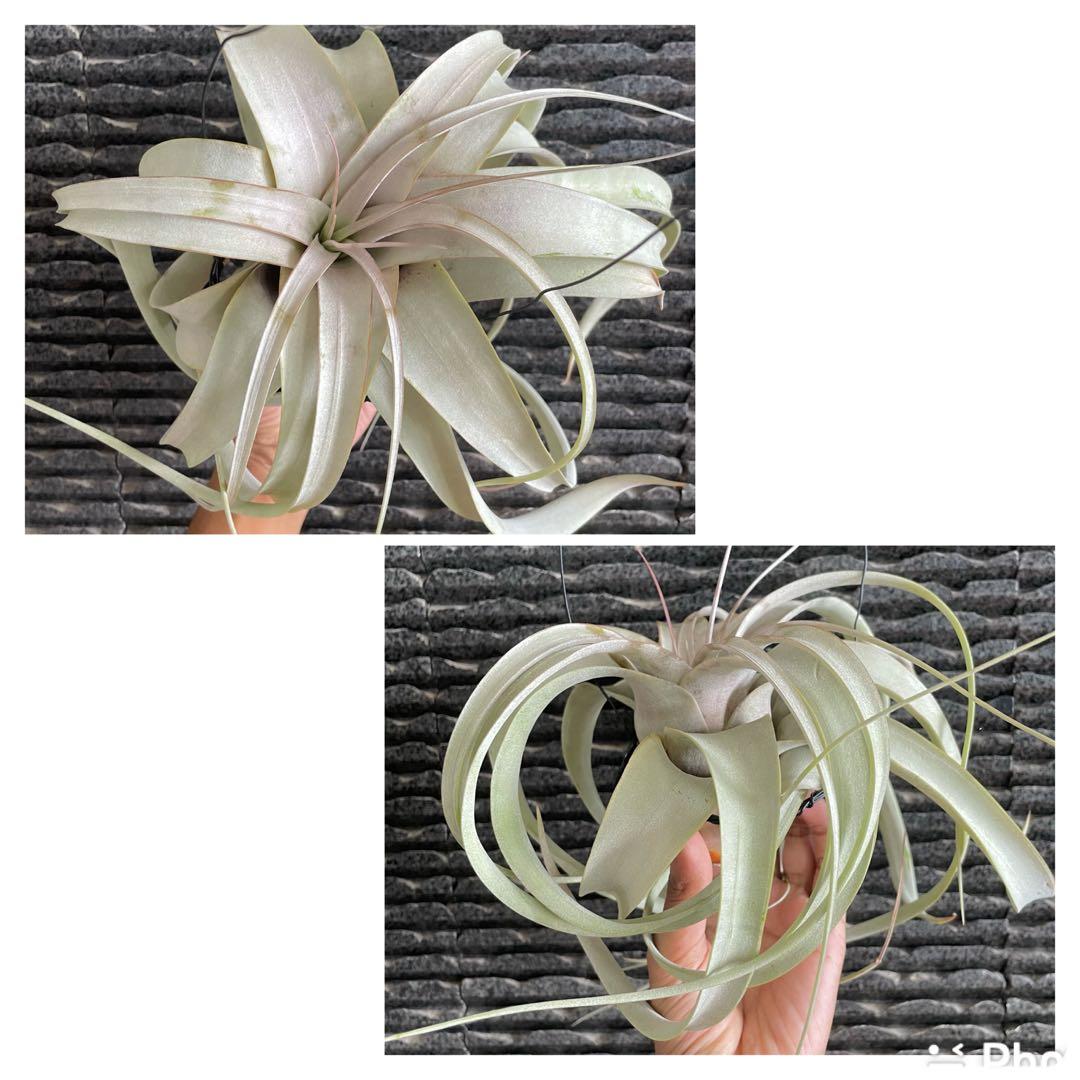 Xerographica blushing air plant airplant Tillandsia airplants air