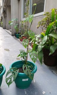 (Category: ) located in . Submitted by vittong (Listing ID 1117035141, Image 1). Description: .