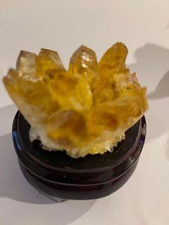 黄幽灵族