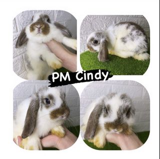 (Category: ) located in . Submitted by cindy2124 (Listing ID 1117164479, Image 1). Description: .
