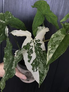 (Category: ) located in . Submitted by potfoliage (Listing ID 1117085882, Image 1). Description: .