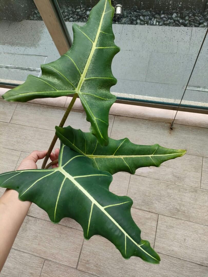 Alocasia sarian, Furniture & Home Living, Gardening, Plants & Seeds on