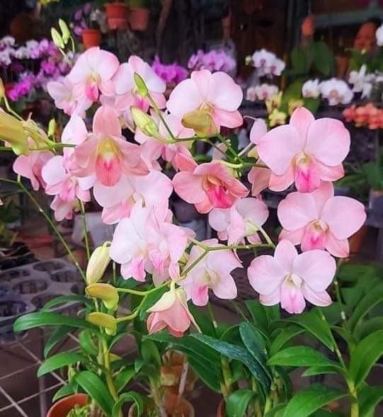 Dendrobium orchids full bloom (Category: Plants & Seeds) located in Quezon City. Submitted by cjpadilla (Listing ID 1120742184, Image 1). Description: .